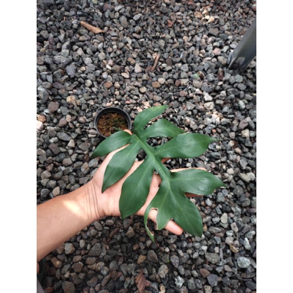 philodendron distantilobum (1 daun)