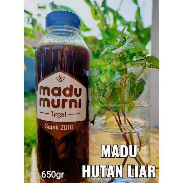 

madu hutan