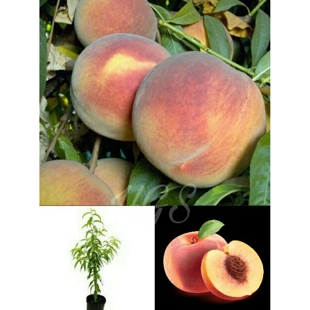 Bibit Buah Bibit Tanaman Buah Persik #_#