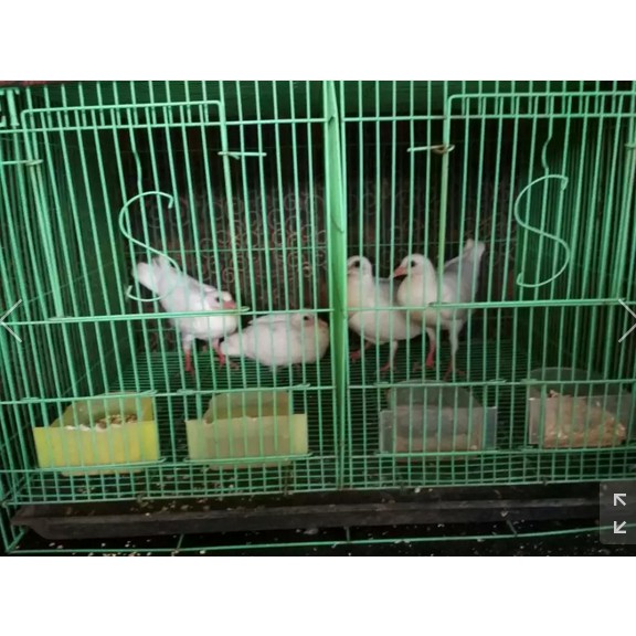 Promo Jual Anakan piyik merpati pos putih Murah