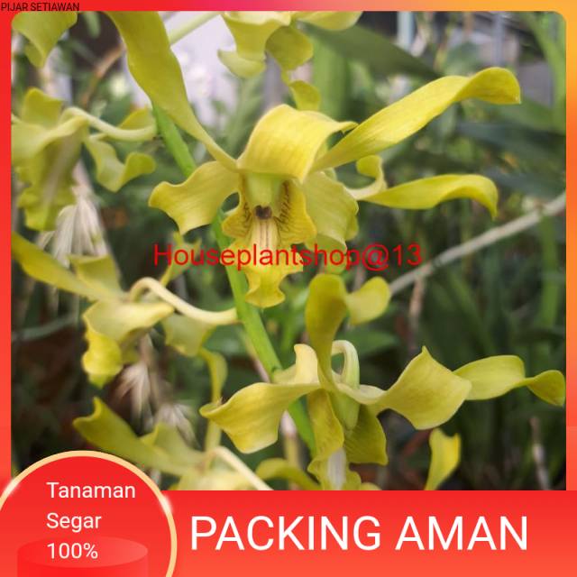 Anggrek Dendrobium Caesar Green -HPS@13