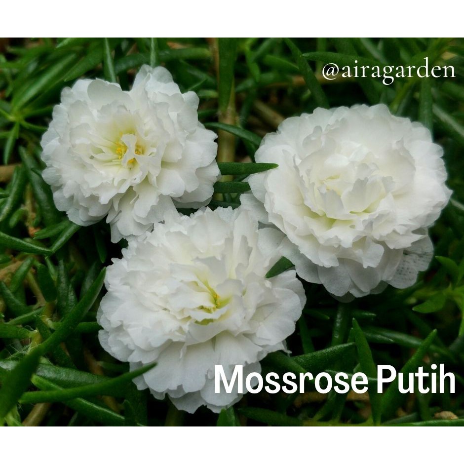 Tanaman Hias Bunga Krokot Mossrose Putih