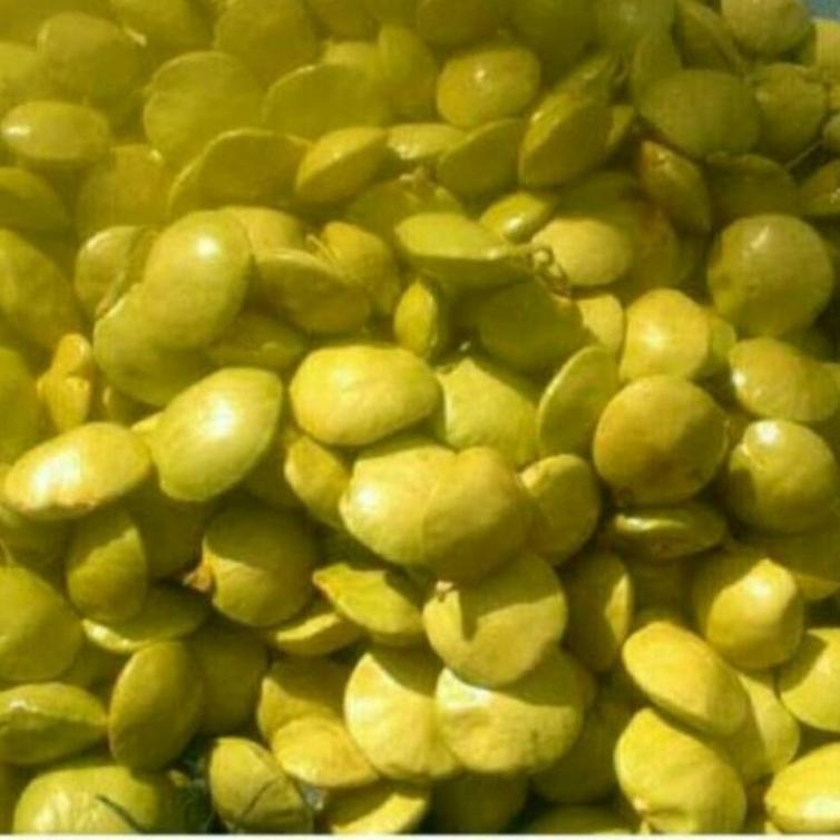 

BEST SELLER jengkol muda lalap 1kg ♨ 854
