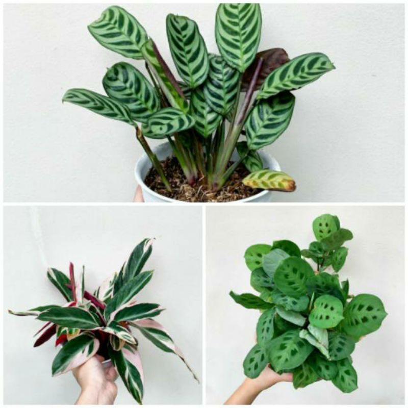 Tanaman hias Chalatea paket isi 3 Tanaman hias calathea tanaman calathea levonero tanaman calathea s