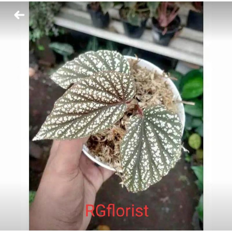 begonia moca/begonia silver murah