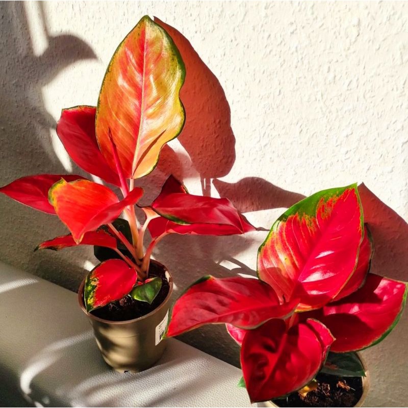 Aglonema suksom mutasi (Tanaman hias aglaonema suksom mutasi) - tanaman hias hidup - bunga hidup - bunga aglonema - aglaonema merah - aglonema merah - aglaonema murah - aglonema murah