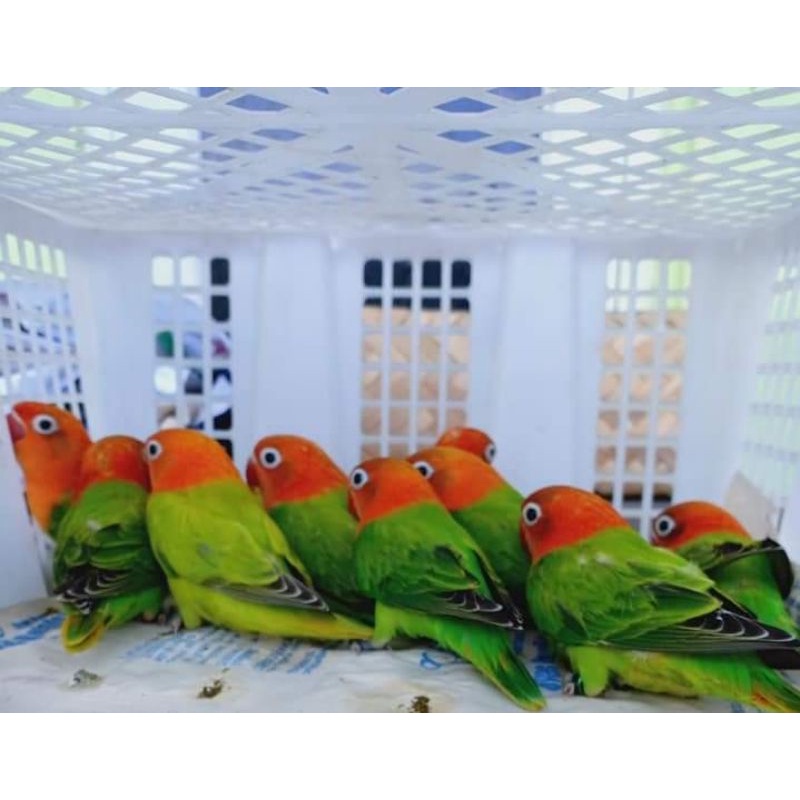 Burung love bird biola green series murah lovebird