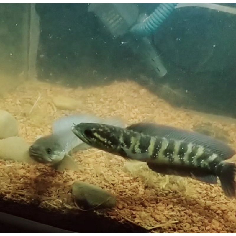 asiatica pair proven 2x ukuran 20 cm