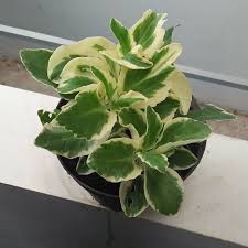 tanaman hias cocor bebek varigata