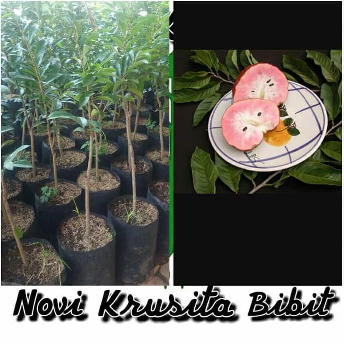 Bibit Buah Sirsak Merah $_$