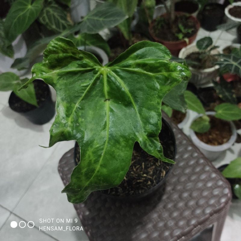 Anthurium Pedatoradiatum Variegata/ kuping gajah pedatoradiatum variegata