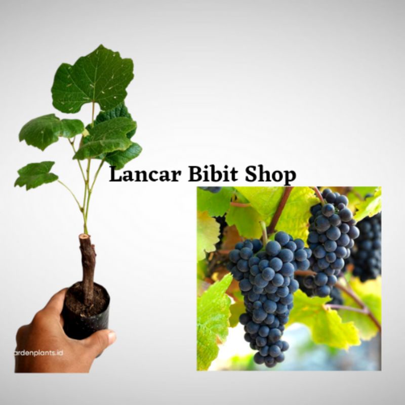 Bibit anggur isabella anggur hitam hasil stek batang