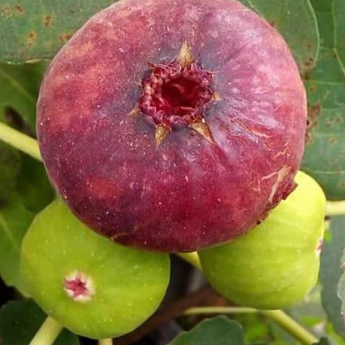 Jenis Buah Tin Yang Paling Manis | Seputar Buah