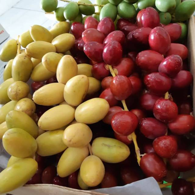 

Kurma Muda Fress Ready/ kurma Muda Promil Mix warna