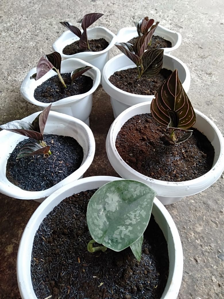 Aglonema Rotundum Aceh