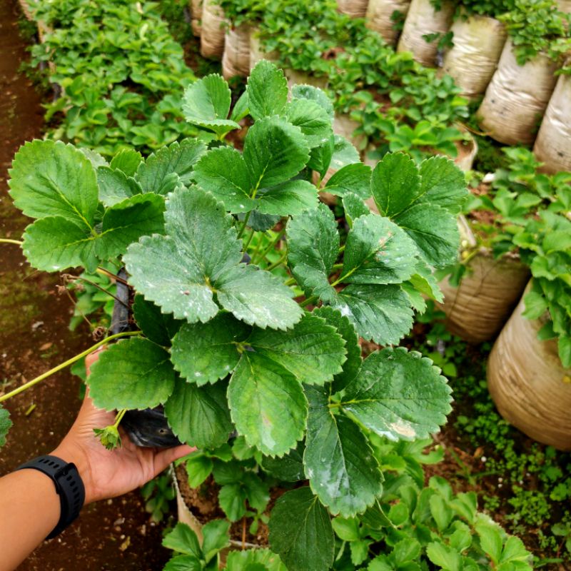 Bibit Strawberry JUMBO SAGAHONOKA