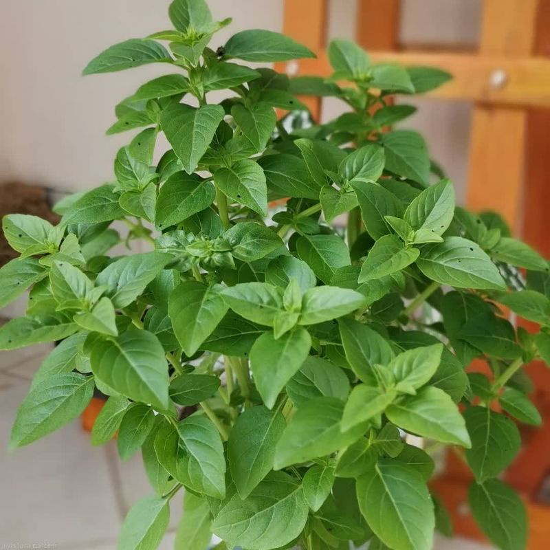 10 biji - Benih Basil SPICY GLOBE, mudah tumbuh
