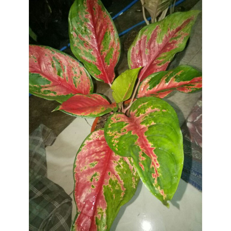 Tanaman Hias aglomema suksom batik-aglonema suksom batik-suksom batik-pohon aglaonema suksom batik