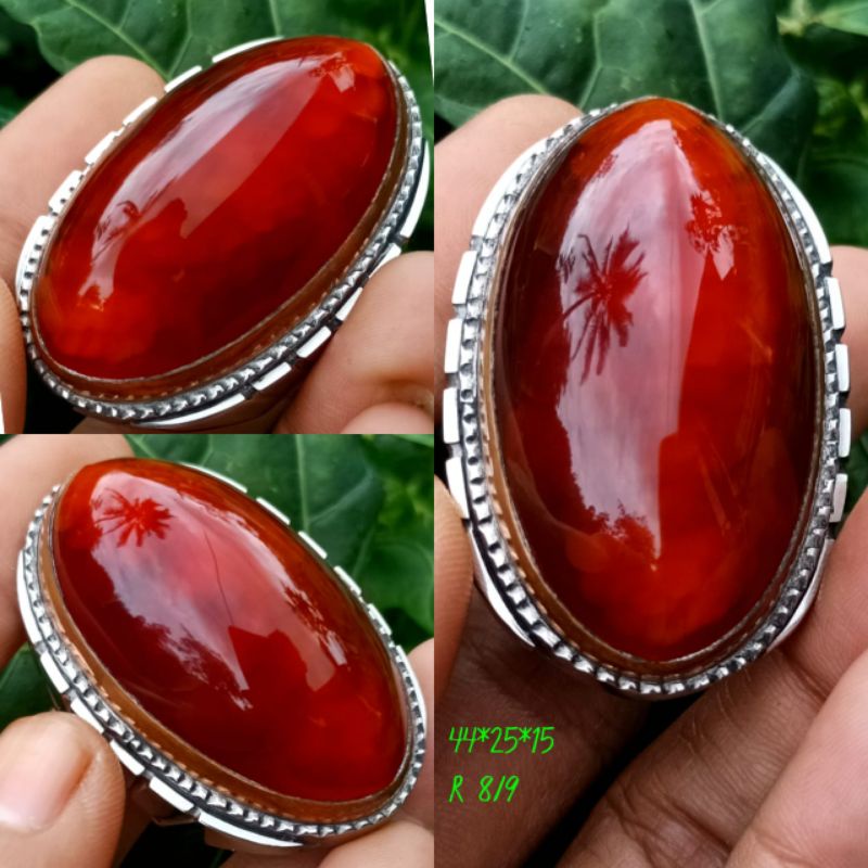 pandan merah sisik betok