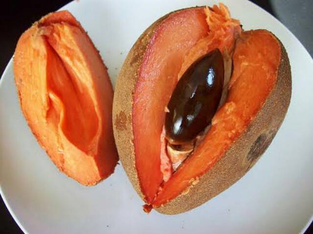 Bibit Tanaman Buah Mamey Sapote Havana