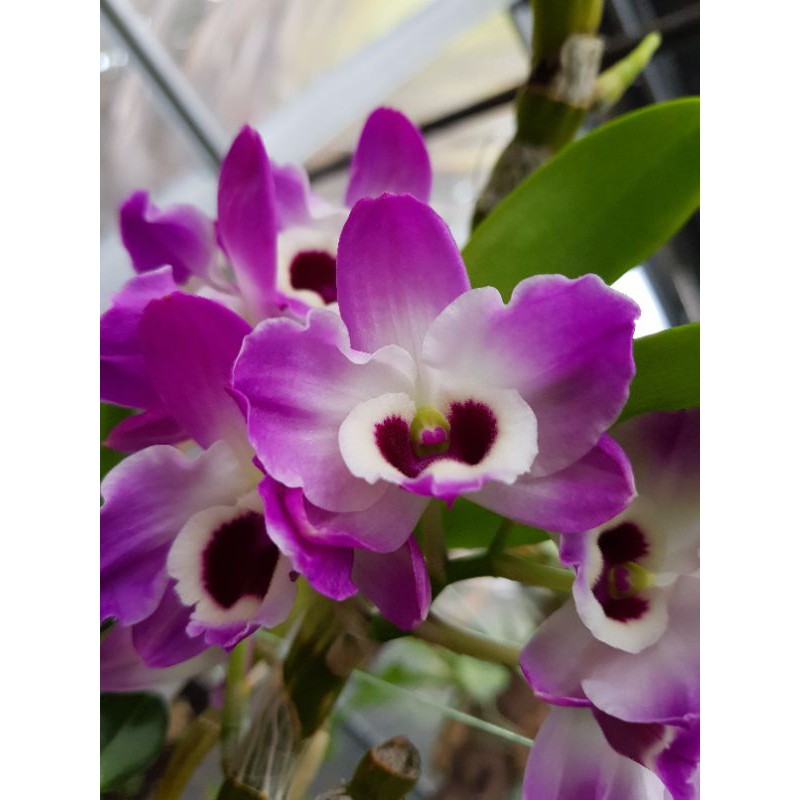 Anggrek Dendrobium Nobile Napori