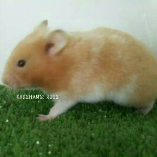 Hamster Syrian Satin Gosend Shopee Indonesia