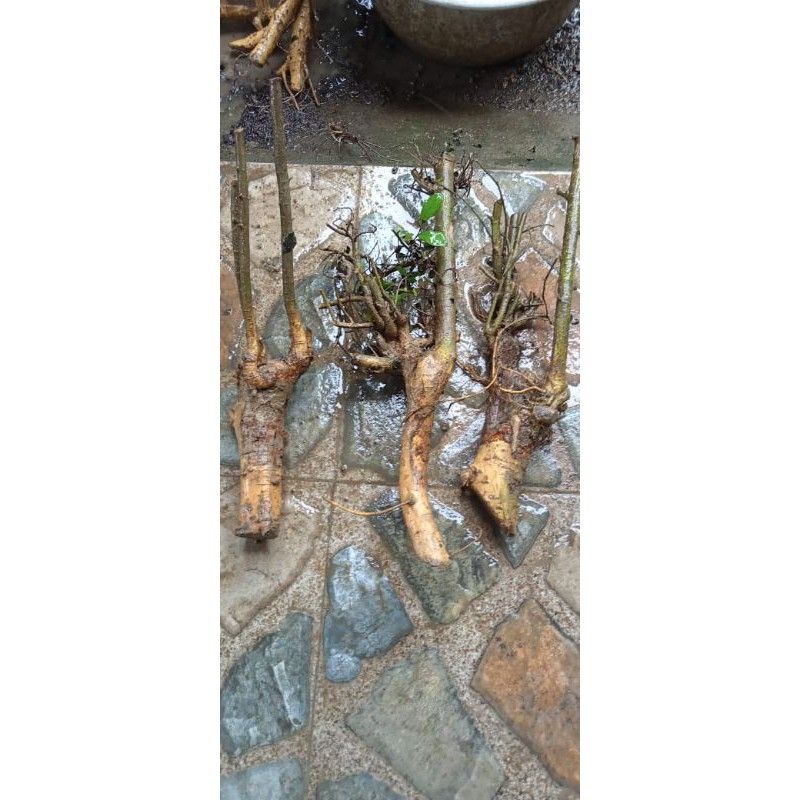 serut dongkelan frezzz