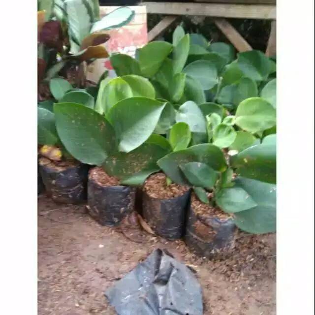 rhaphidophora hayi - Tanaman rambat dolar besar - tanaman dolar - tanaman rambat - rhaphidophora