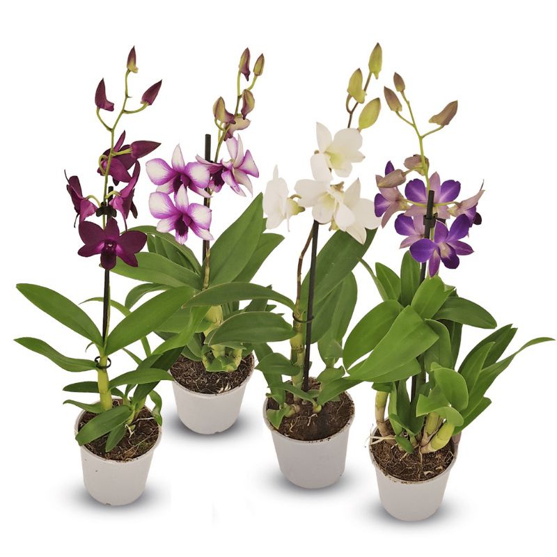 PROMO!!! 4 PAKETAN TANAMAN HIAS ANGGREK DENDROBIUM