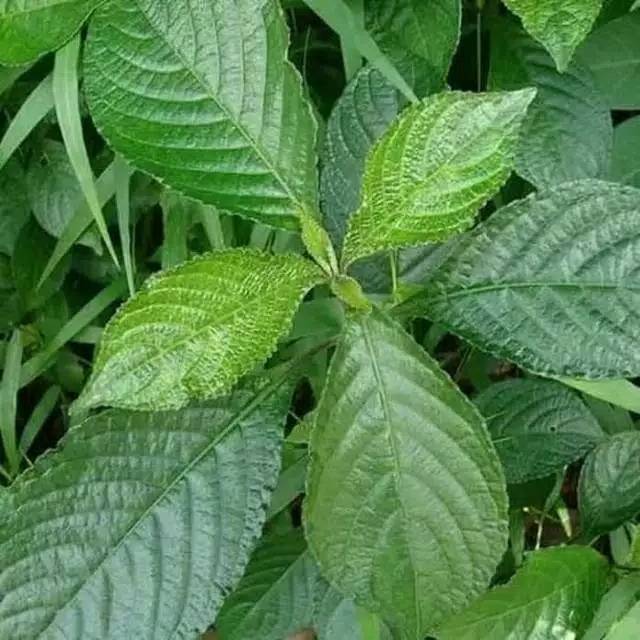

Daun Pecah Beling Segar Daun Keji Beling Segar 500gram Bahan Herbal