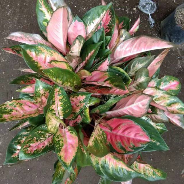 Tanaman hias aglonema red kocin - aglonema kocin