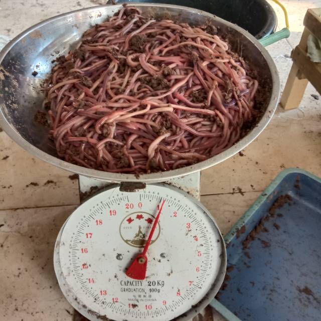 Cacing Merah Anc 1 kg