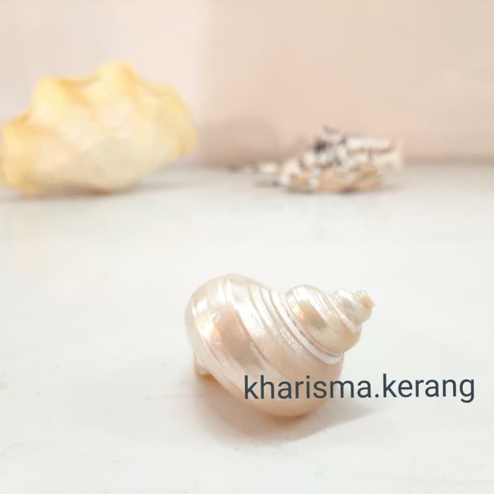 KHARISMA KERANG - KERANG MATA LEMBU KERANG HIAS KERANG KOLEKSI KERANG DECORASI KERANG UNIK ASLI