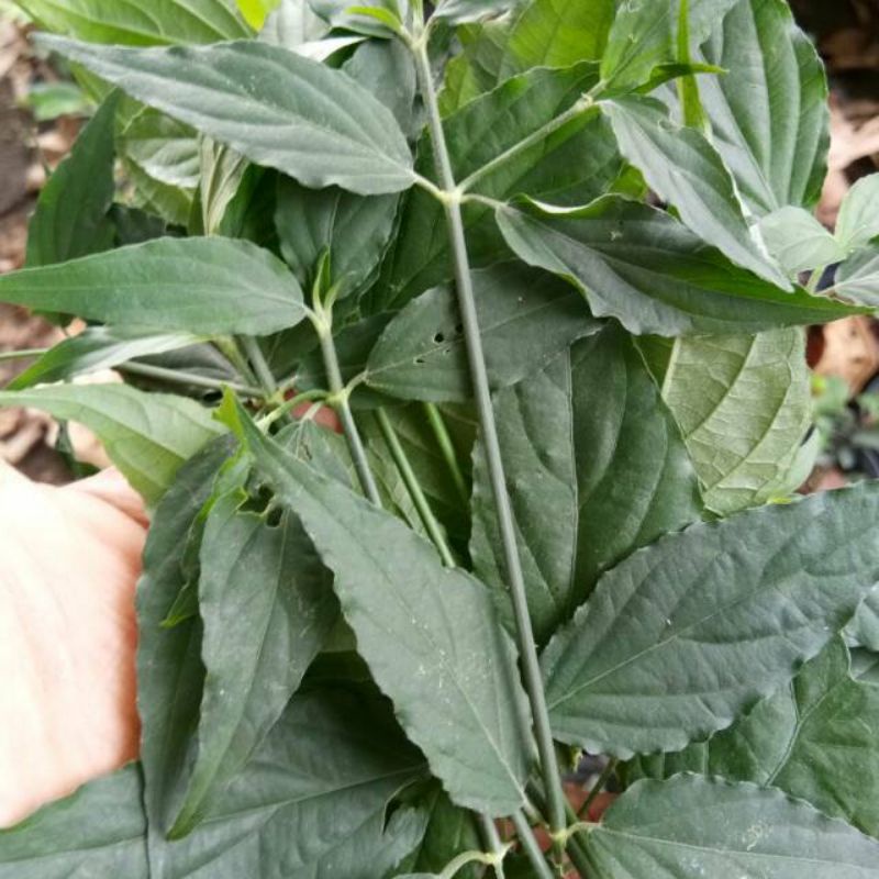 

Daun Dandang Gendis | belalai gajah | daun kalingsir herbal