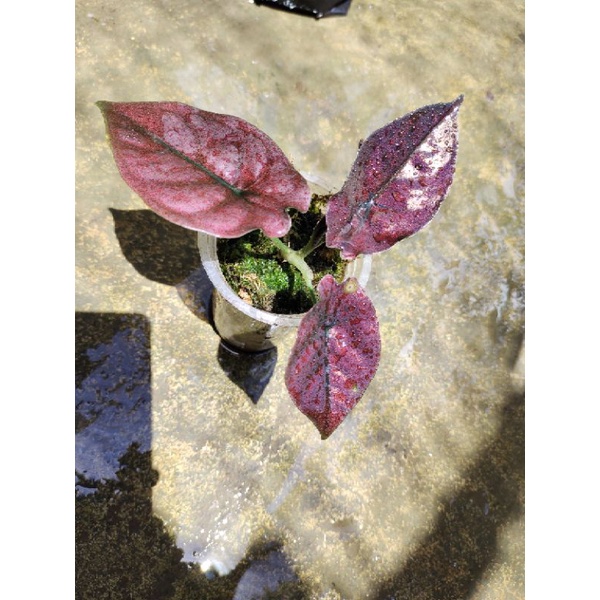 Alocasia infernalis Red Baby