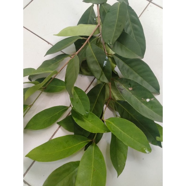 

daun salam segar