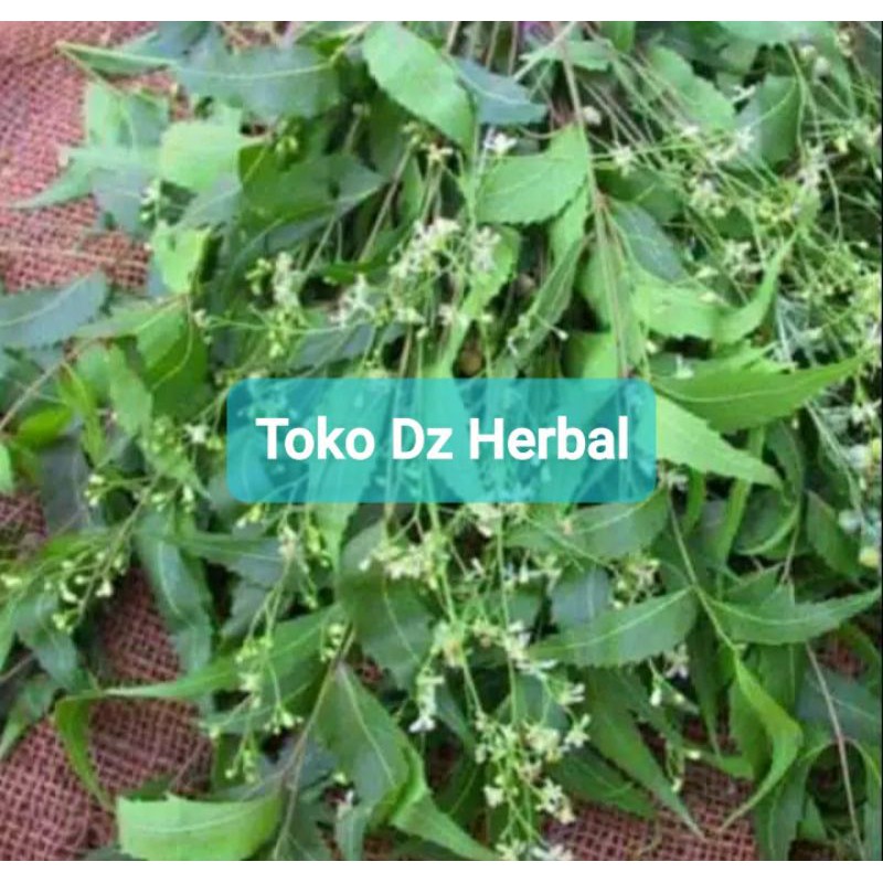 

Hemat 250 gram daun mimba segar fresh ready-az