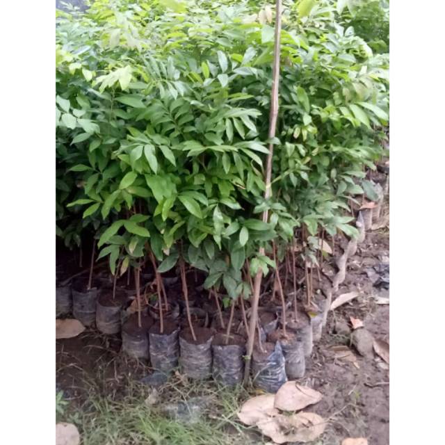Bibit kelengkeng seedling super - WISATA AGROTANI