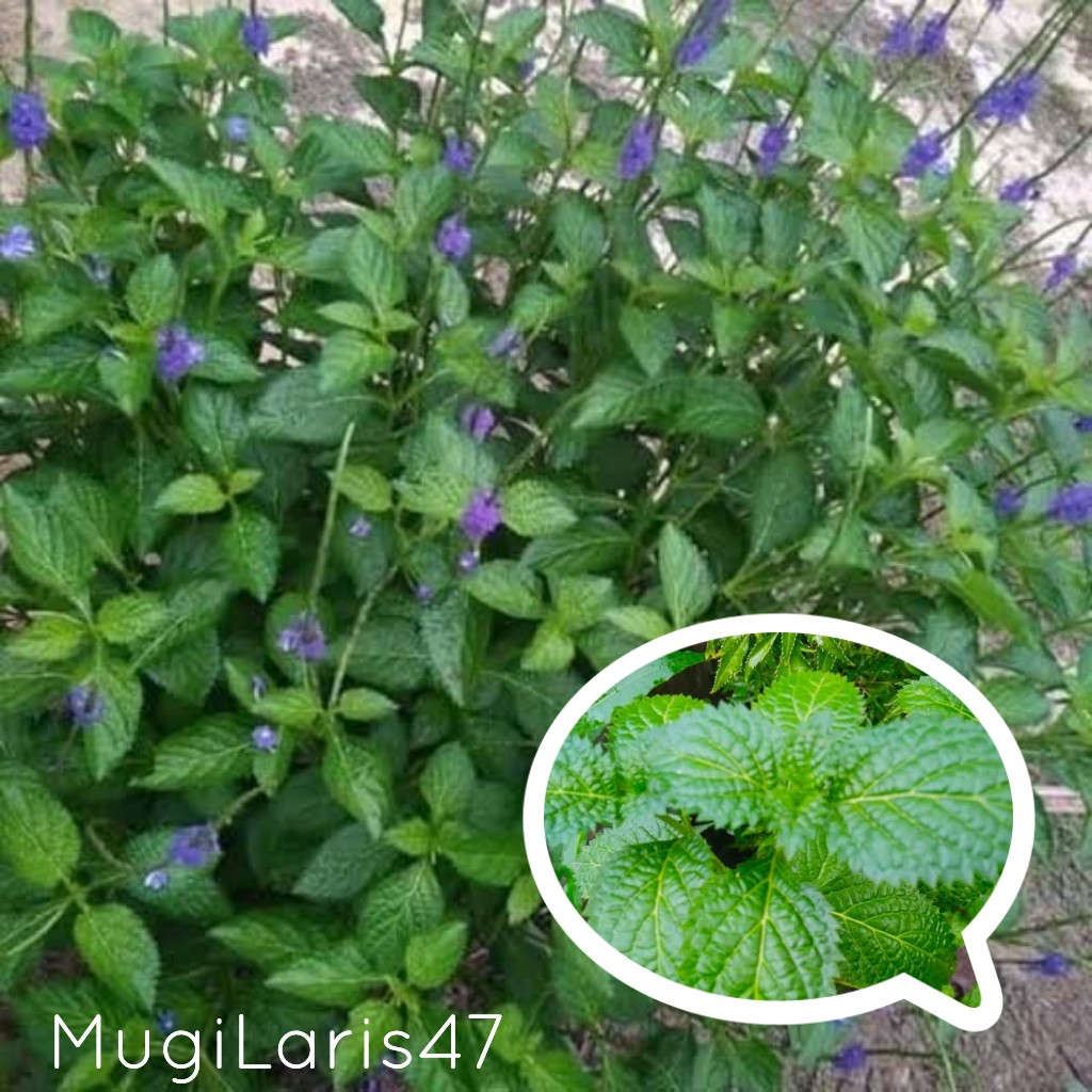 

Daun Pecut Kuda Atau Jarongan Fresh 100gram Murah