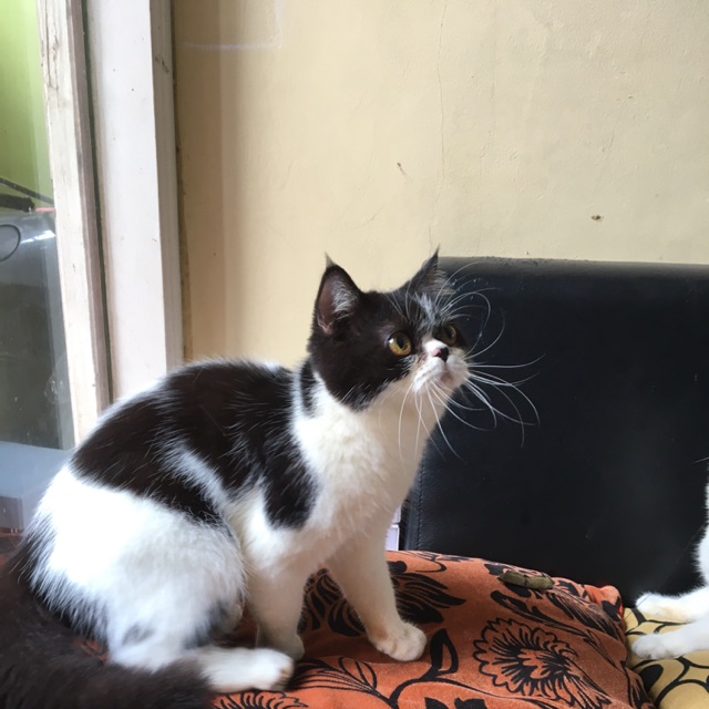 Kucing peaknose shorthair