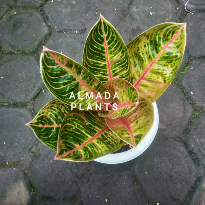 aglonema kresna golden