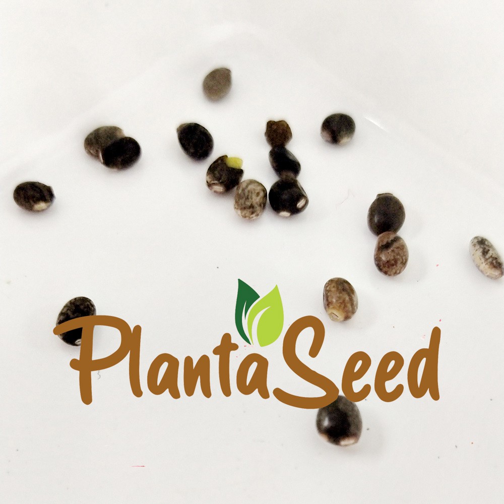 PlantaSeed - 15 Seeds - Lupine Russell Strain Benih Biji Bunga - PAS0192