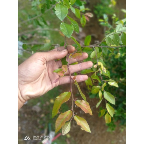 bibit ulmus bahan bonsai