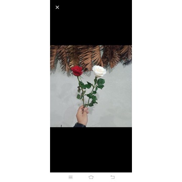 bunga mawar satuan/bunga asli/bunga frees