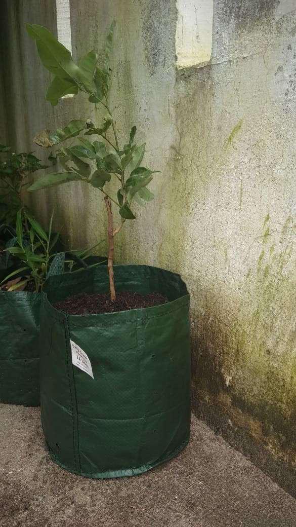 Bibit Klengkeng Matalada