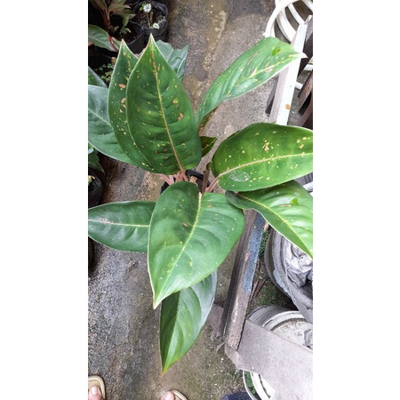 Aglonema Big Roy Hijau