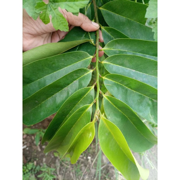 

(Termurah) Daun sirsak segar organik / Daun nangka belanda segar