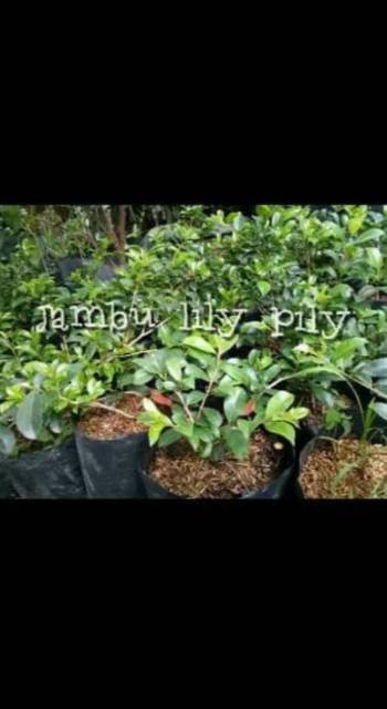 Bibit Jambu LILI PILI