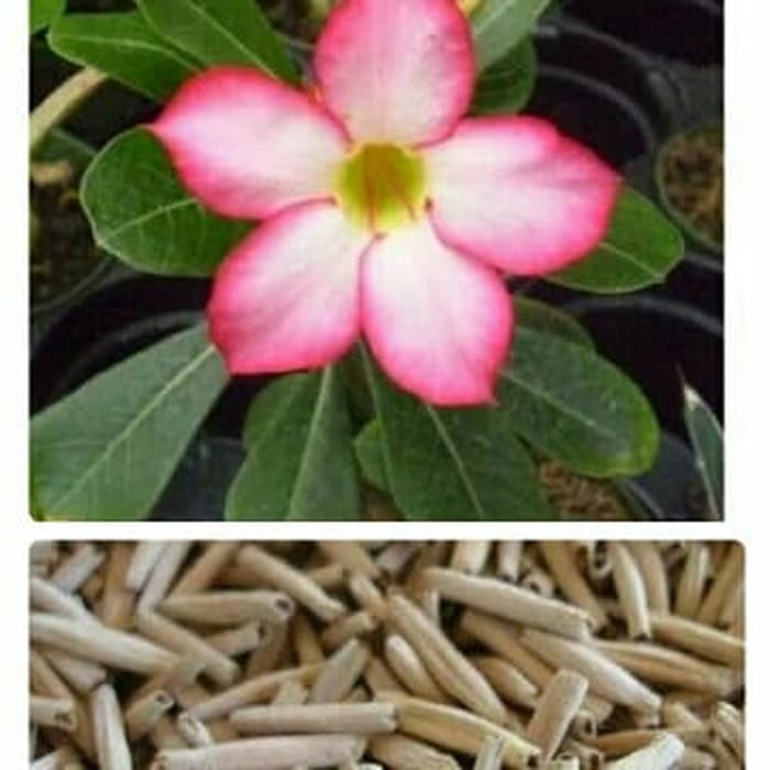 Promo Bibit Bunga Adenium Seeds Benih Kamboja Jepang Thailand Obesium Pink Murah Shopee Indonesia