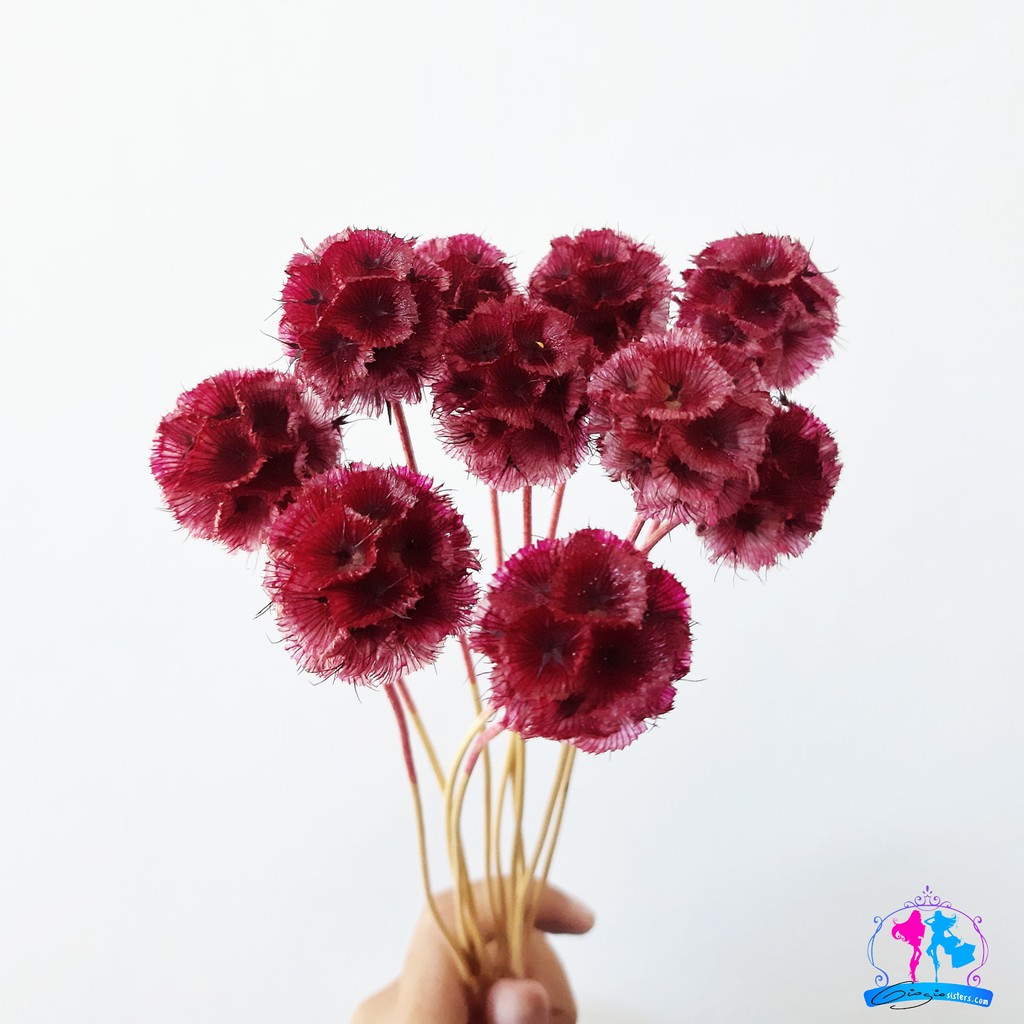 Dried Scabiosa Merah Dried Scabious Starflower Pincushion Red Shopee Indonesia